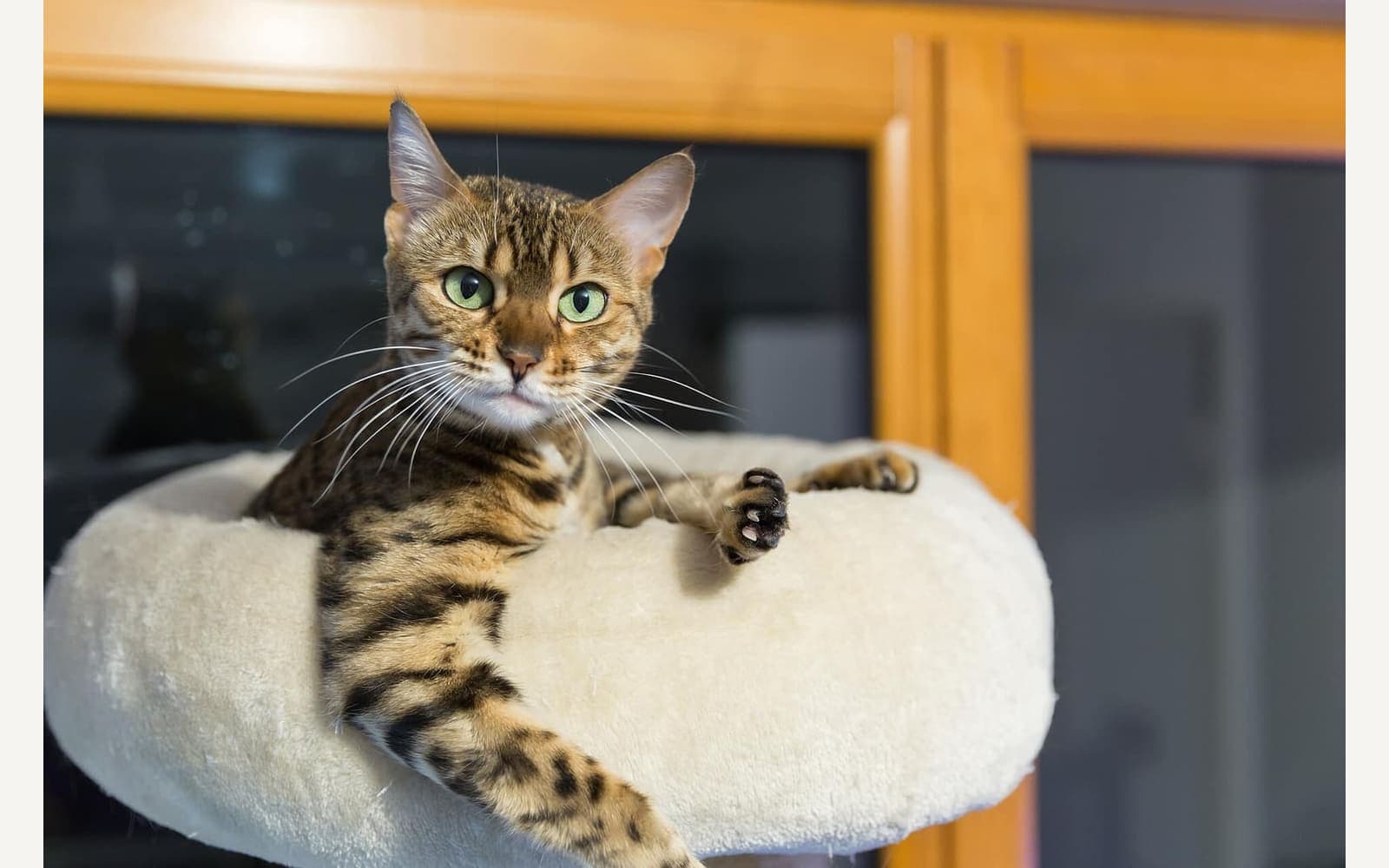 Benekli Bengal kedisi, ikinci görünüm