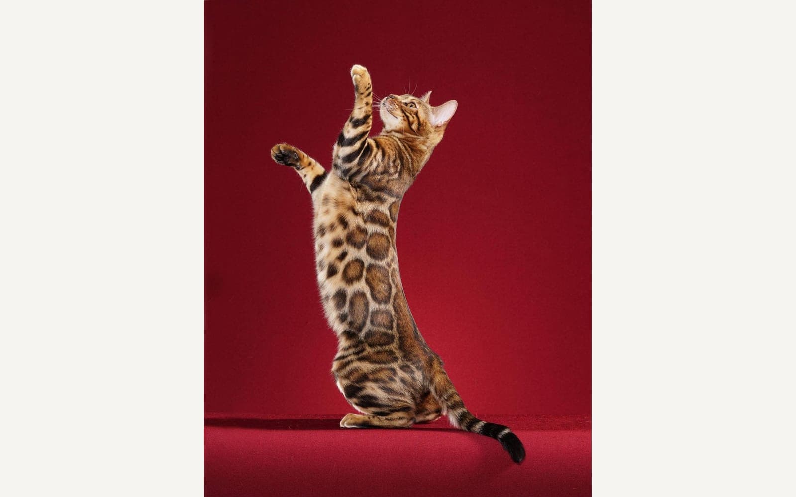 Benekli Bengal kedisi