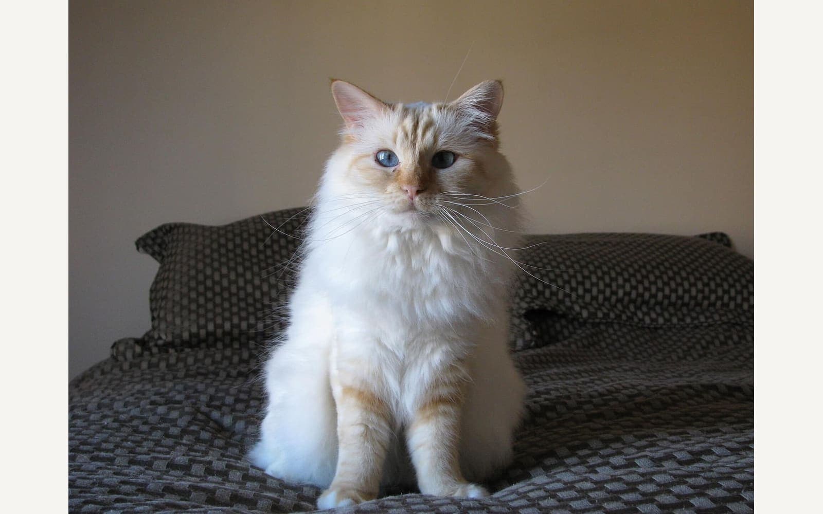 Krem gövdeli Birman, ikinci görünüm