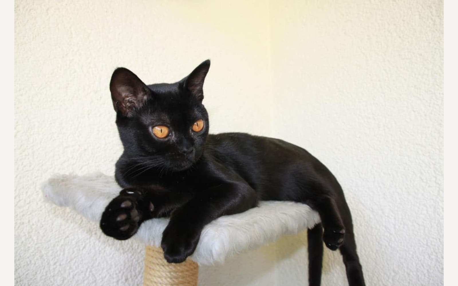 Simsiyah Bombay kedisi, ikinci görünüm