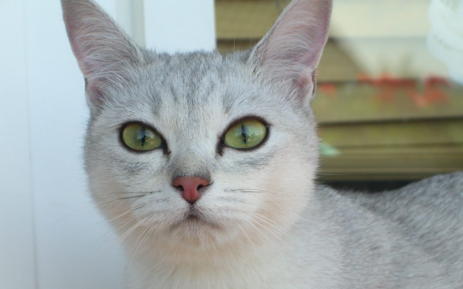 Burmilla, ikinci fotoğraf