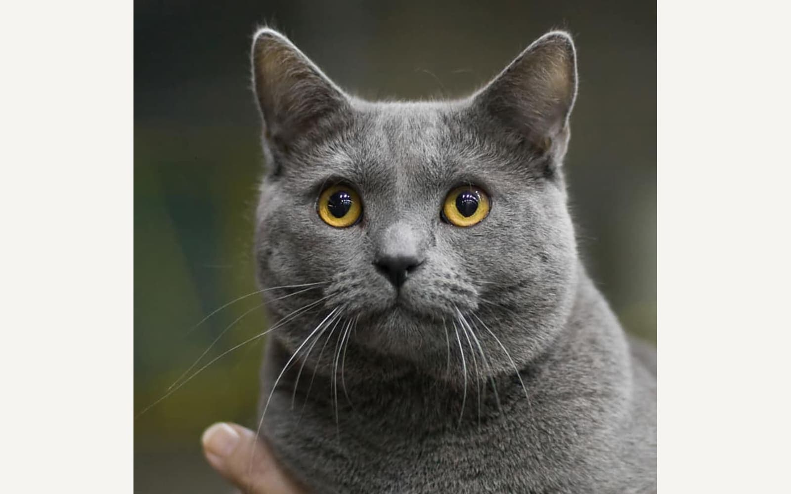 Mavi-gri Chartreux