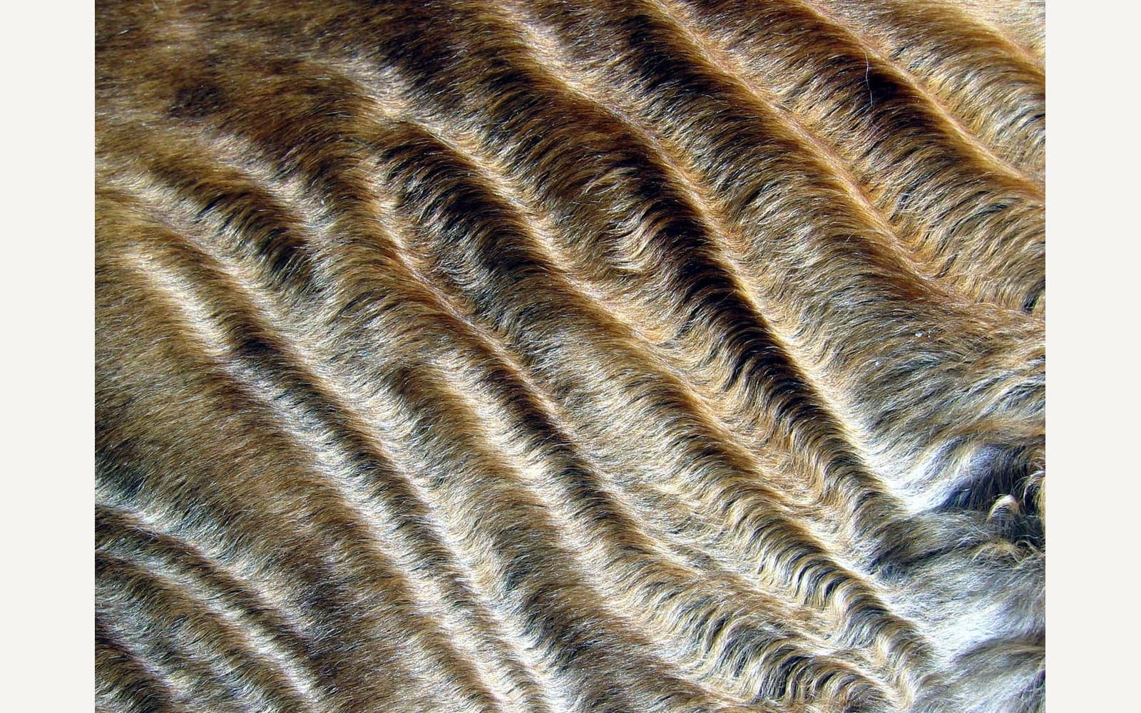 Kıvırcık tüylü Devon Rex, ikinci görünüm