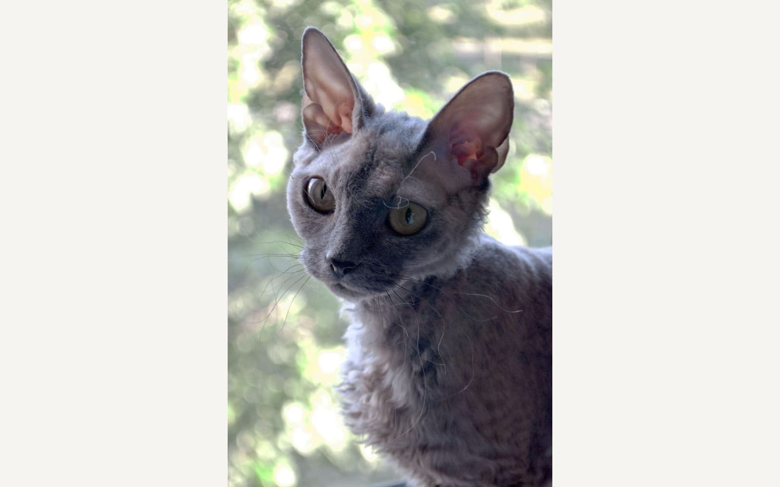 Kıvırcık tüylü Devon Rex