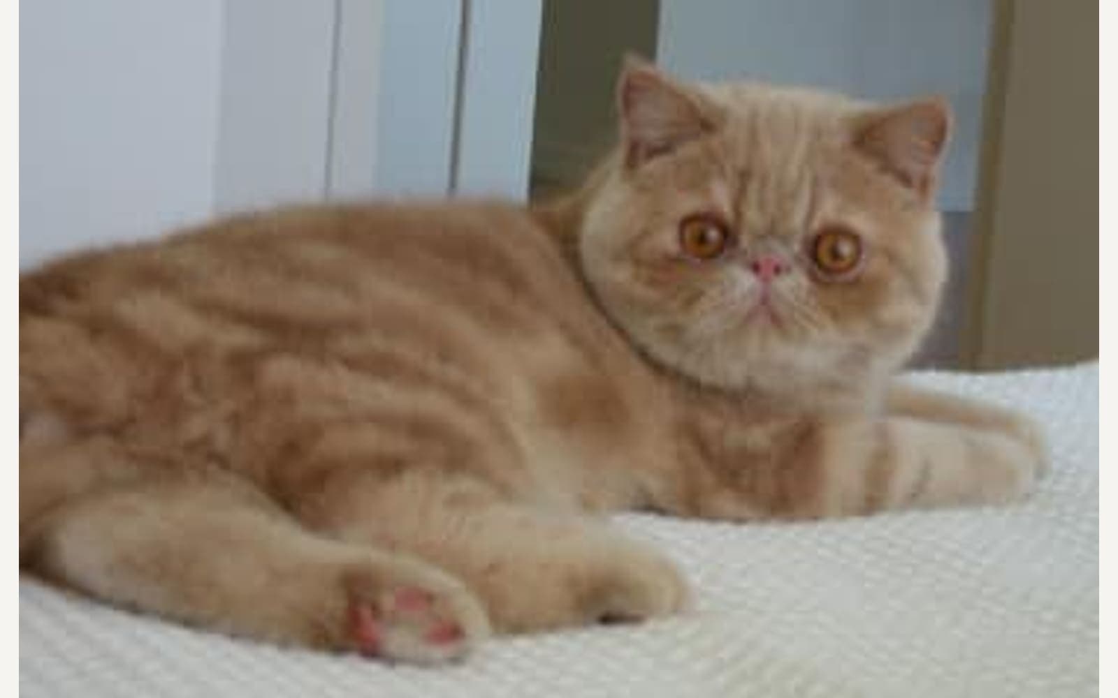 Yuvarlak yüzlü Exotic Shorthair, ikinci görünüm