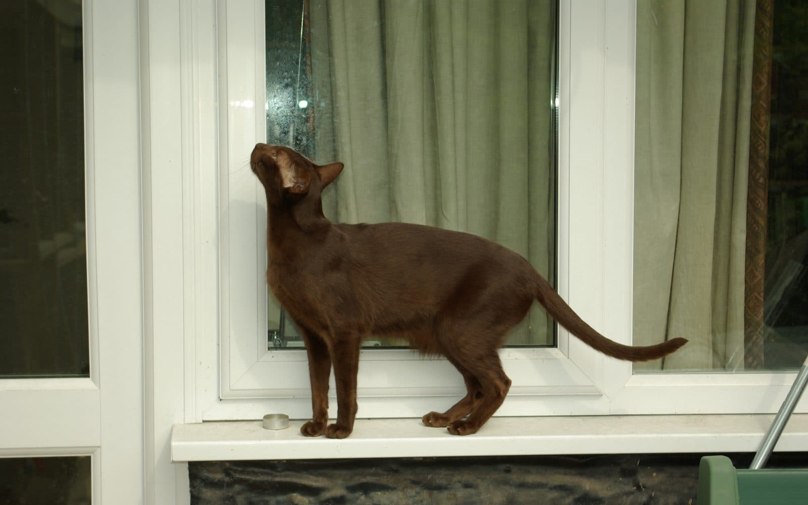 Havana Brown, ikinci fotoğraf