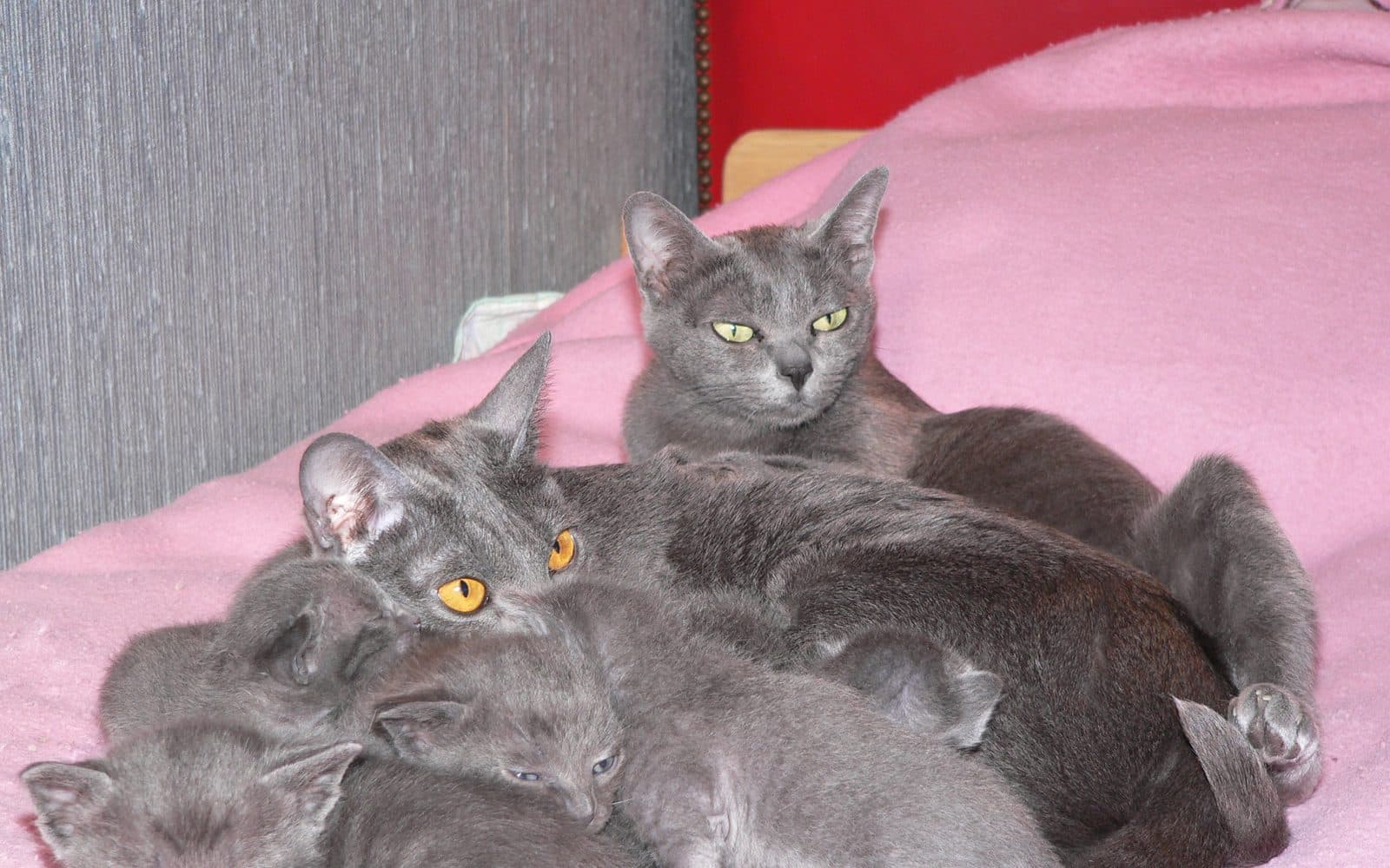 Korat, ikinci fotoğraf