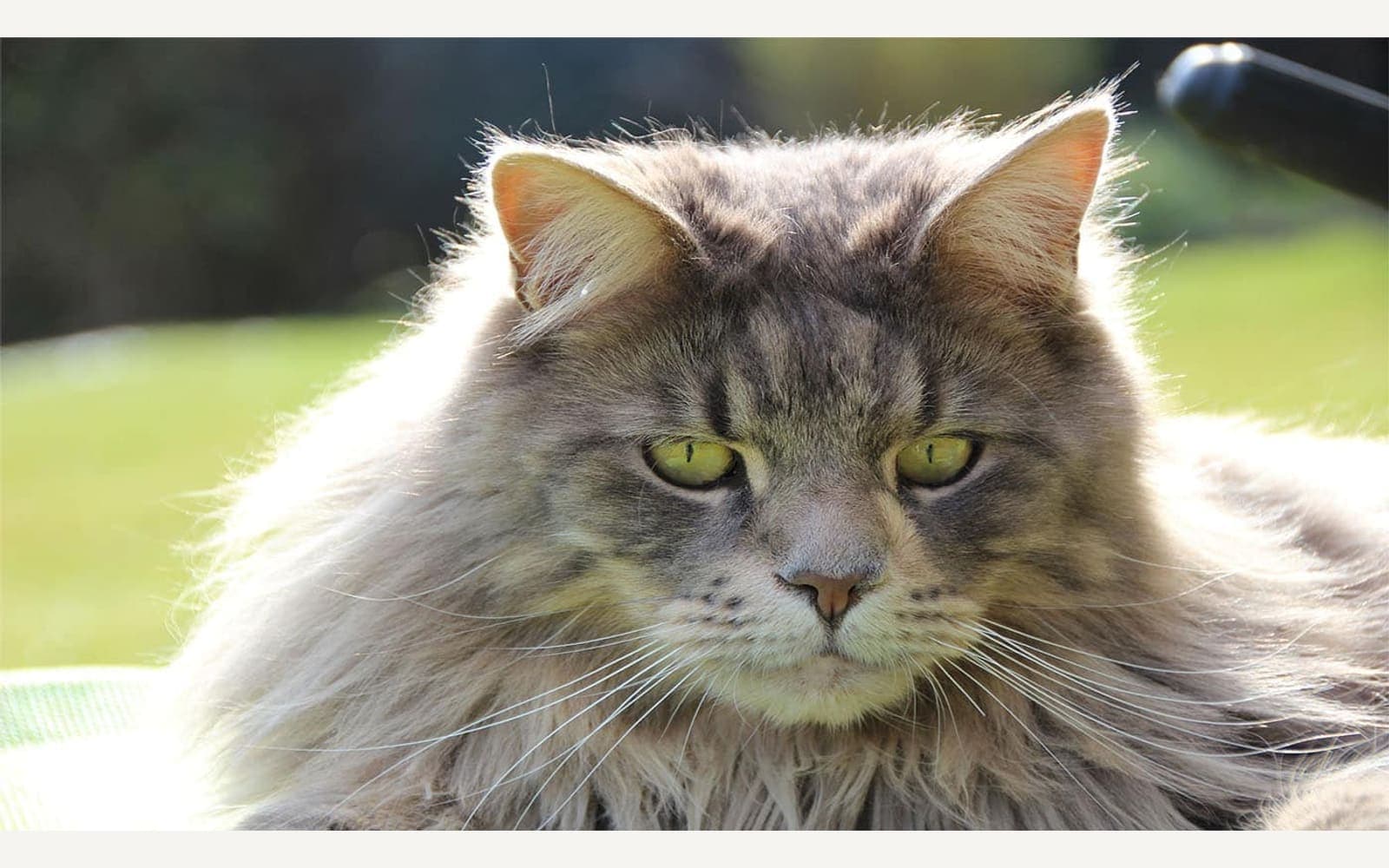 İri yapılı Maine Coon, ikinci görünüm