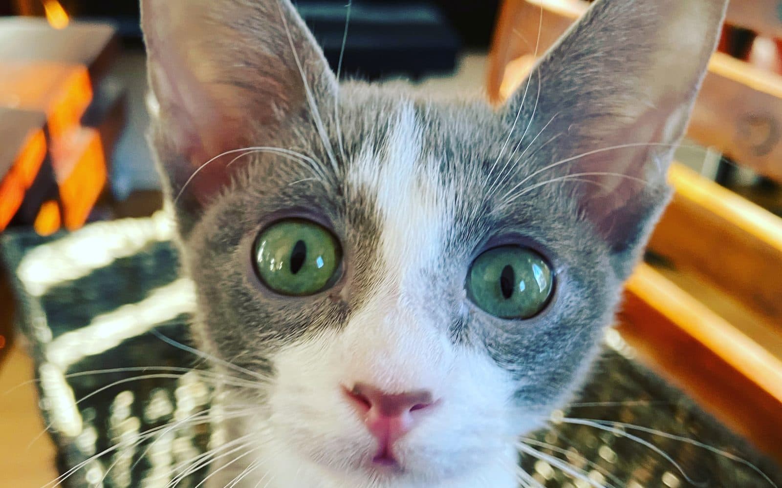 Peterbald, ikinci fotoğraf