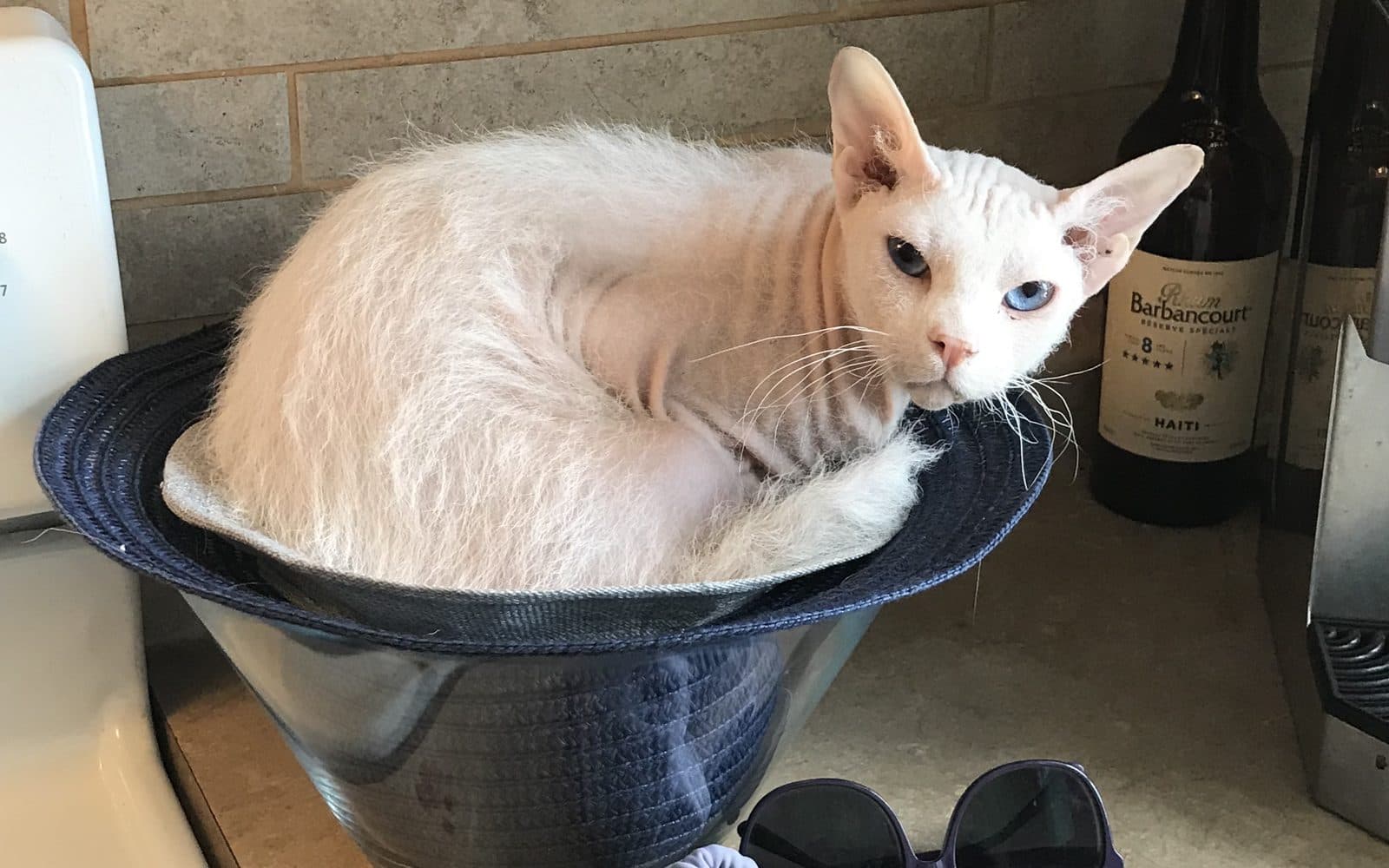 Mutfak tezgâhında şapkanın içine kıvrılmış beyaz, fırça tüylü Peterbald