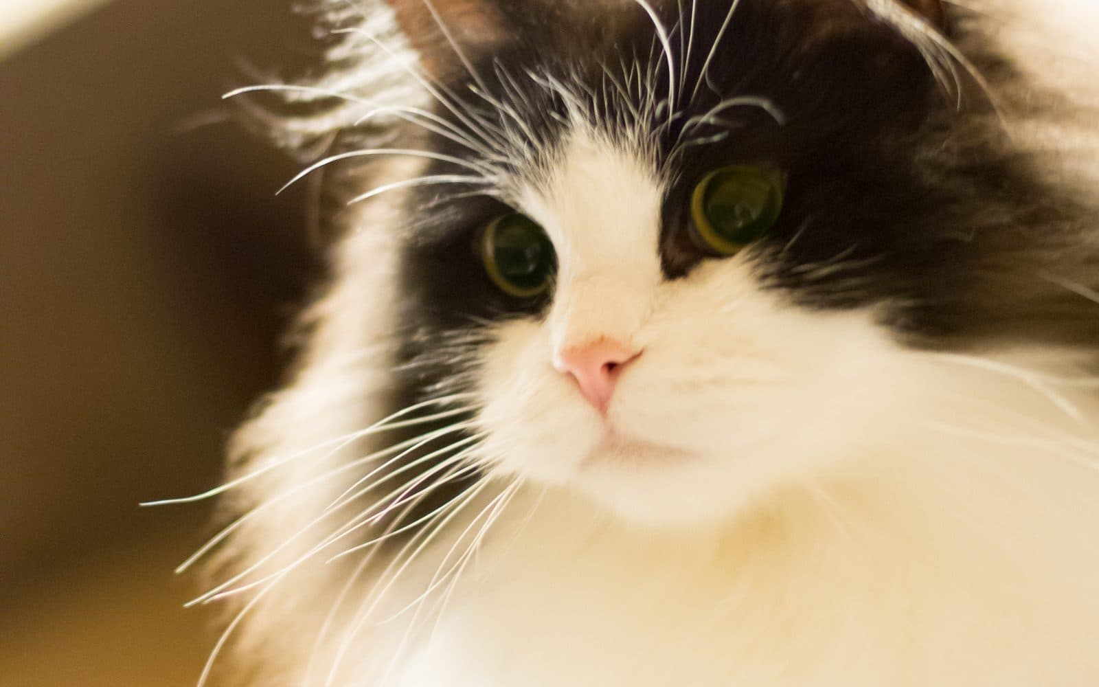 RagaMuffin, ikinci fotoğraf
