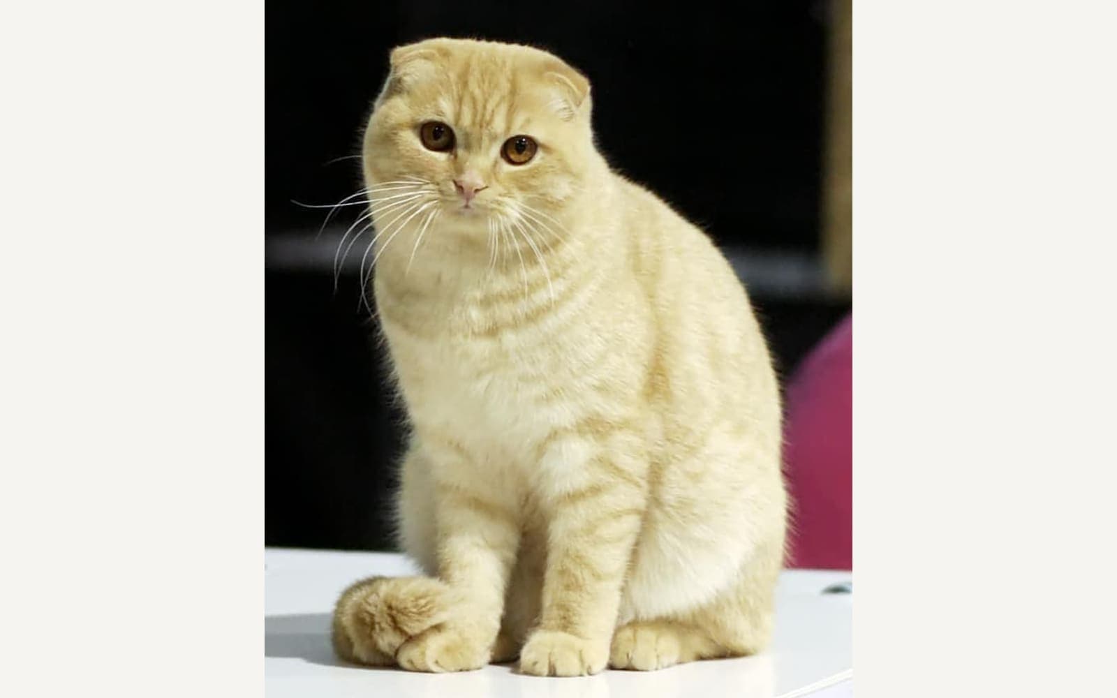 Kırık kulaklı Scottish Fold
