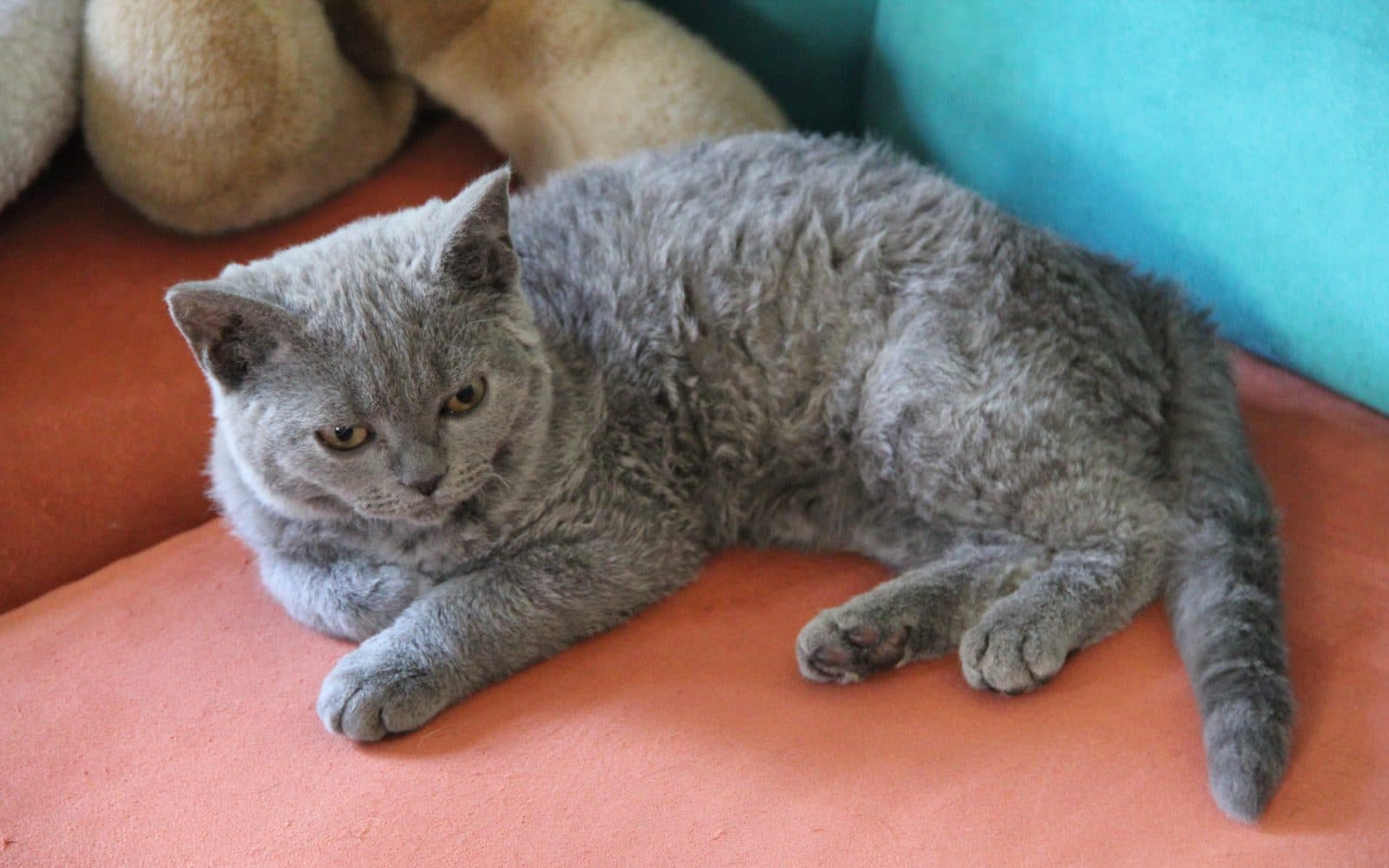 Selkirk Rex, ikinci fotoğraf