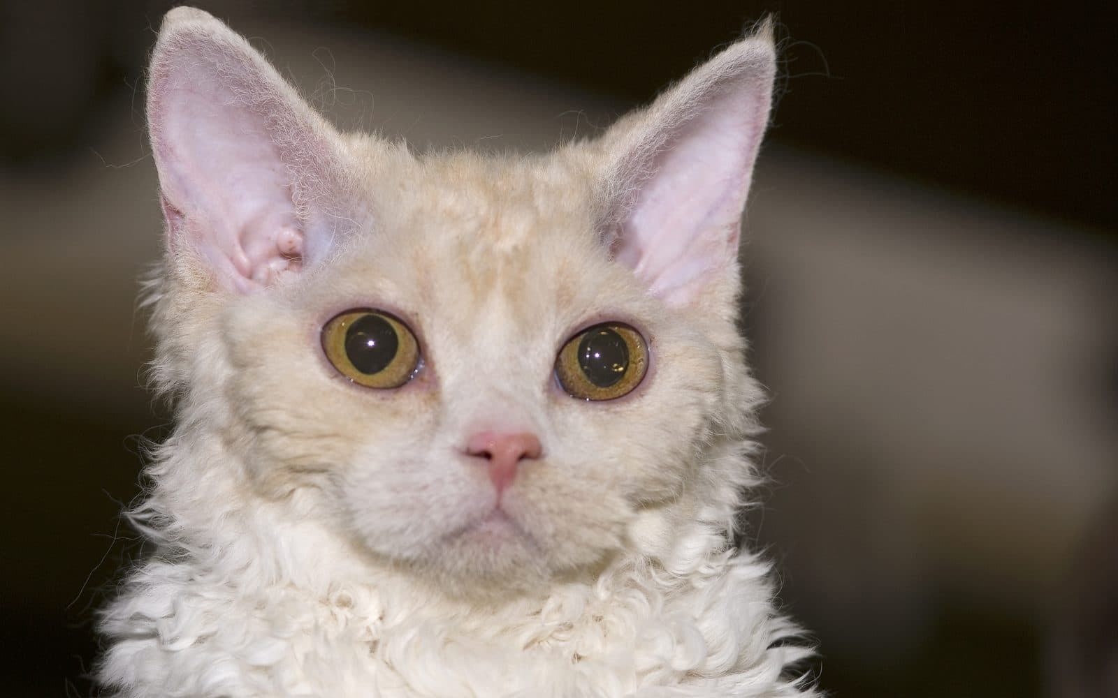 Kıvırcık tüylü, krem beyaz Selkirk Rex