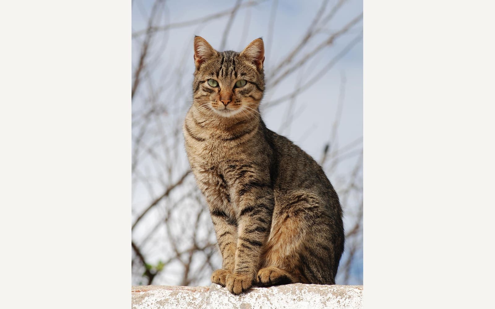 Tekir kedi
