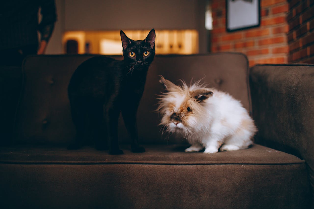 A cute black cat and fluffy rabbit sitting together on a cozy couch indoors.