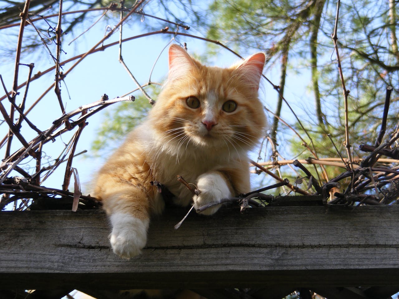 A charming ginger cat exploring a wooden fence on a sunny day.