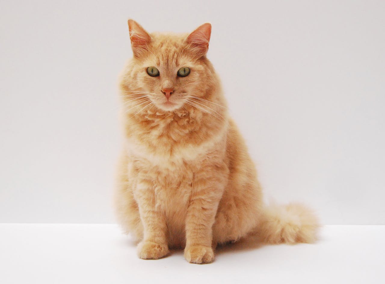 A fluffy ginger cat sitting gracefully, showcasing its vibrant fur against a minimalistic background.